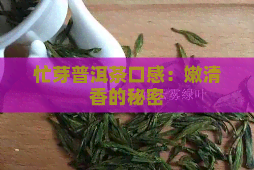 忙芽普洱茶口感：嫩清香的秘密