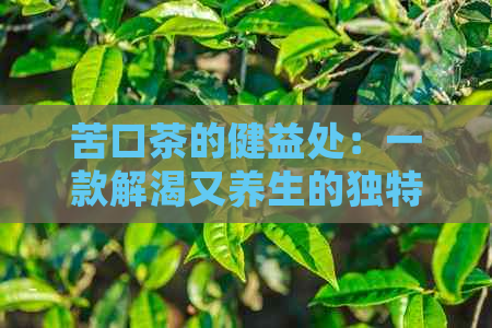 苦口茶的健益处：一款解渴又养生的独特饮品