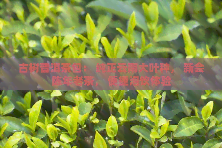 古树普洱茶包： 纯正云南大叶种， 新会陈年老茶， 便捷泡饮体验