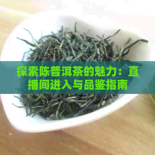 探索陈普洱茶的魅力：直播间进入与品鉴指南