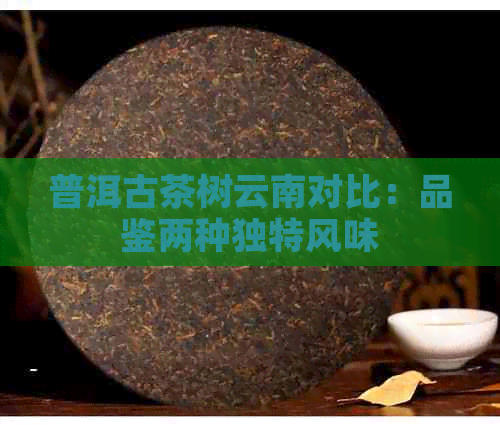 普洱古茶树云南对比：品鉴两种独特风味