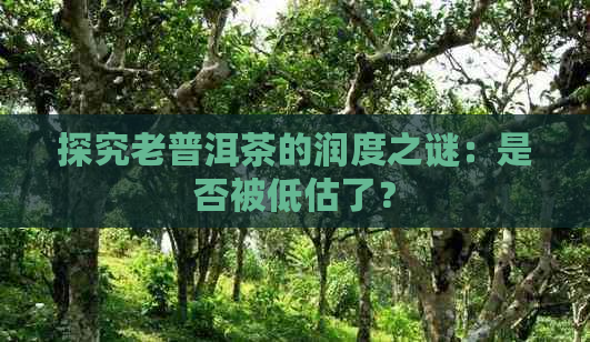 探究老普洱茶的润度之谜：是否被低估了？