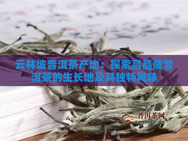 云林坡普洱茶产地：探索高品质普洱茶的生长地及其独特风味