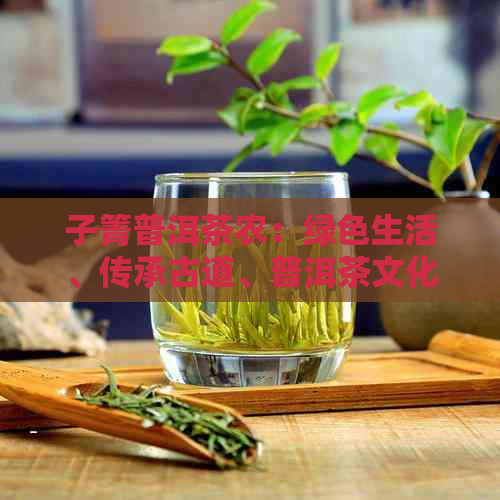 子箐普洱茶农：绿色生活、传承古道、普洱茶文化、自然风光