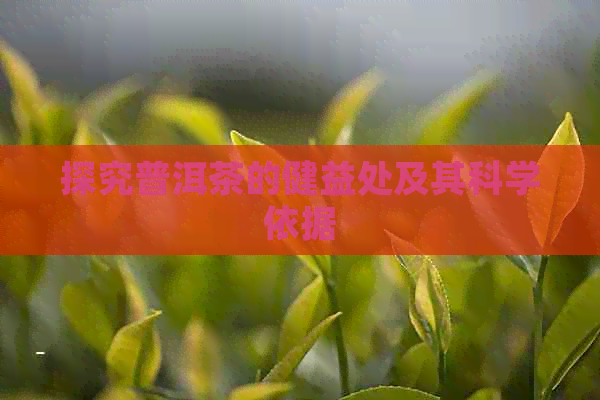 探究普洱茶的健益处及其科学依据