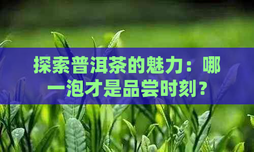 探索普洱茶的魅力：哪一泡才是品尝时刻？