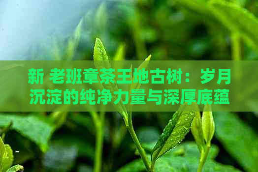 新 老班章茶王地古树：岁月沉淀的纯净力量与深厚底蕴