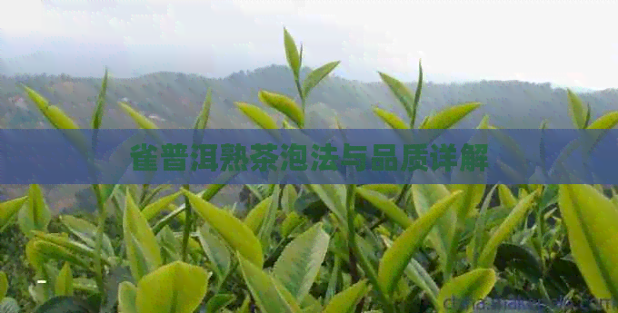 雀普洱熟茶泡法与品质详解