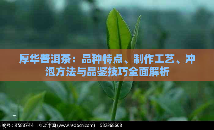 厚华普洱茶：品种特点、制作工艺、冲泡方法与品鉴技巧全面解析