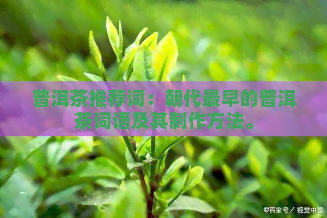 普洱茶推荐词：朝代最早的普洱茶词语及其制作方法。