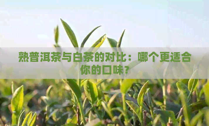 熟普洱茶与白茶的对比：哪个更适合你的口味？