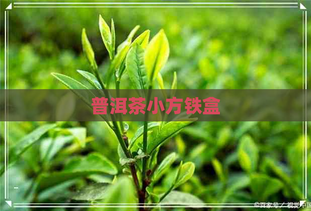 普洱茶小方铁盒