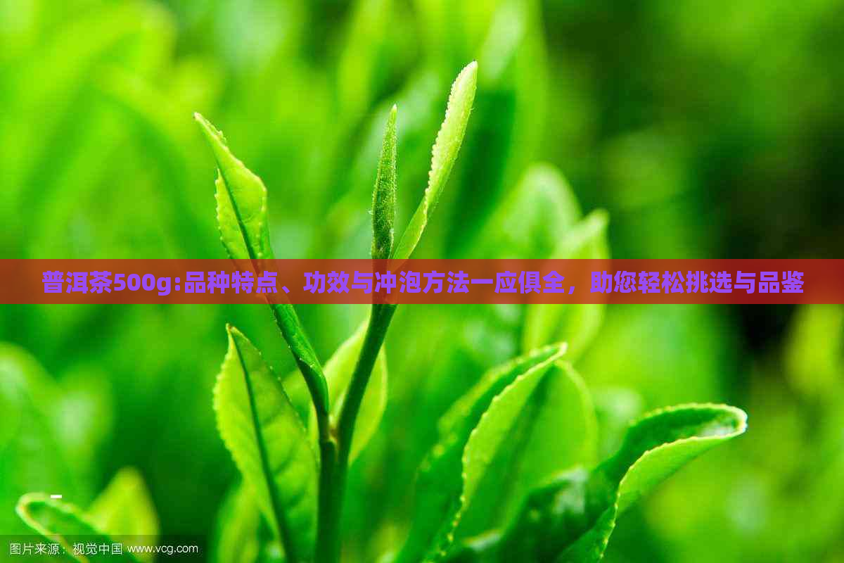 普洱茶500g:品种特点、功效与冲泡方法一应俱全，助您轻松挑选与品鉴