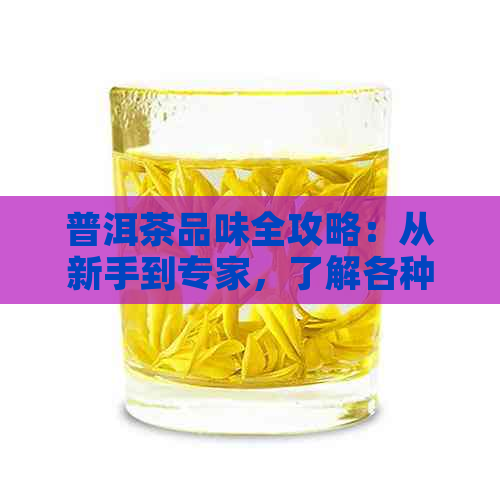 普洱茶品味全攻略：从新手到专家，了解各种味道及其背后的故事