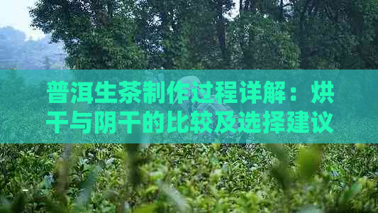 普洱生茶制作过程详解：烘干与阴干的比较及选择建议