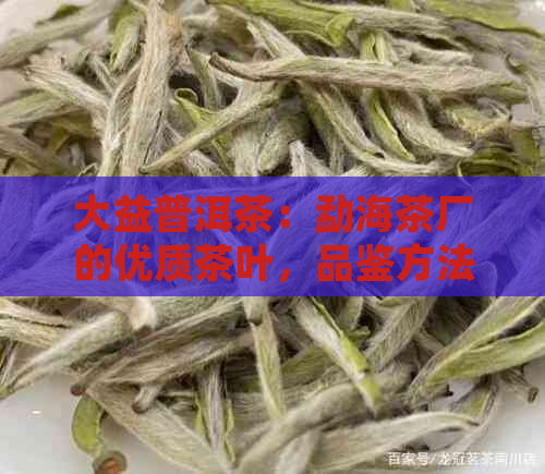 大益普洱茶：勐海茶厂的优质茶叶，品鉴方法与功效一应俱全