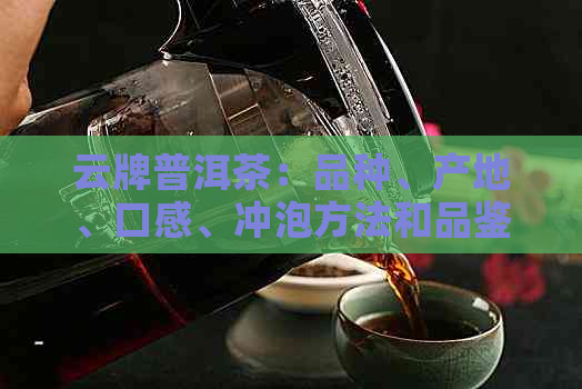 云牌普洱茶：品种、产地、口感、冲泡方法和品鉴技巧的全面解析