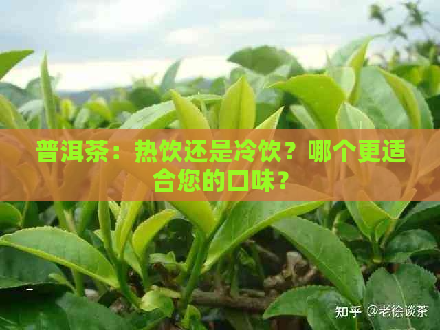 普洱茶：热饮还是冷饮？哪个更适合您的口味？