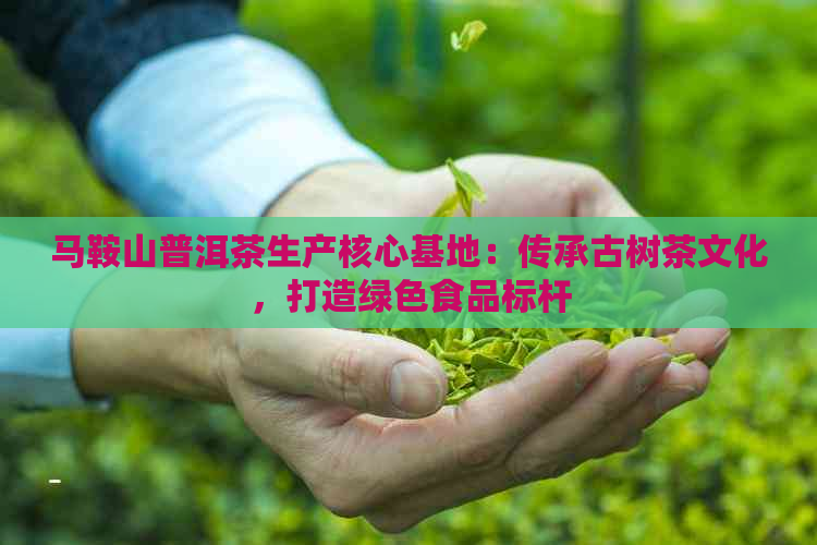 马鞍山普洱茶生产核心基地：传承古树茶文化，打造绿色食品标杆