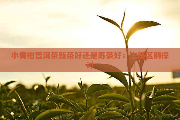 小青柑普洱茶新茶好还是陈茶好：生熟区别探讨