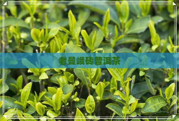 老曼峨砖普洱茶