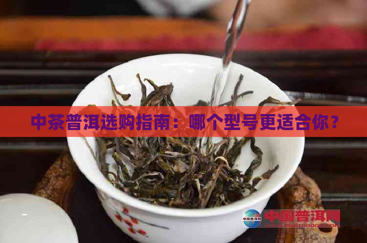 中茶普洱选购指南：哪个型号更适合你？