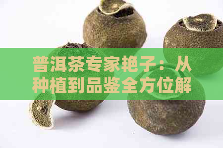 普洱茶专家艳子：从种植到品鉴全方位解析