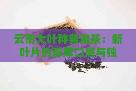 云南大叶种普洱茶：新叶片的醇厚口感与独特风味