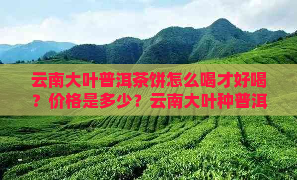 云南大叶普洱茶饼怎么喝才好喝？价格是多少？云南大叶种普洱熟茶怎么样？