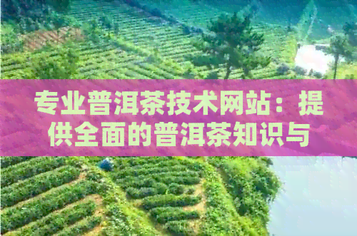 专业普洱茶技术网站：提供全面的普洱茶知识与深度解析