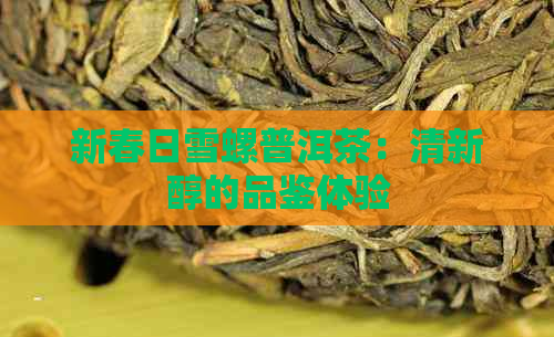 新春日雪螺普洱茶：清新醇的品鉴体验