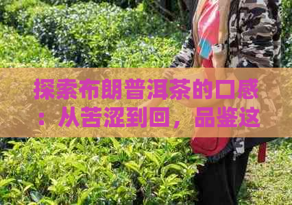 探索布朗普洱茶的口感：从苦涩到回，品鉴这款独特茶饮的全方位体验