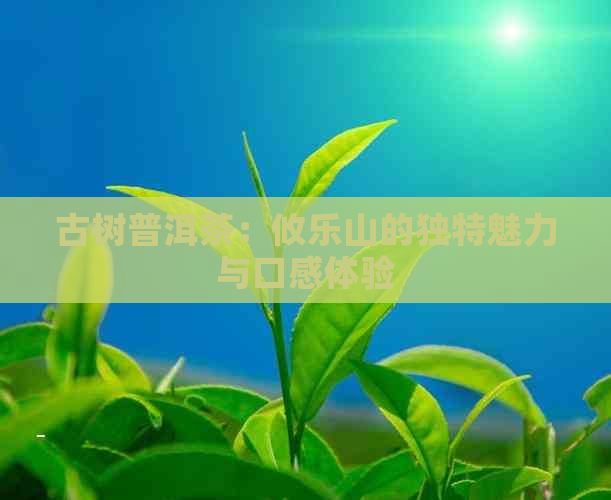 古树普洱茶：攸乐山的独特魅力与口感体验