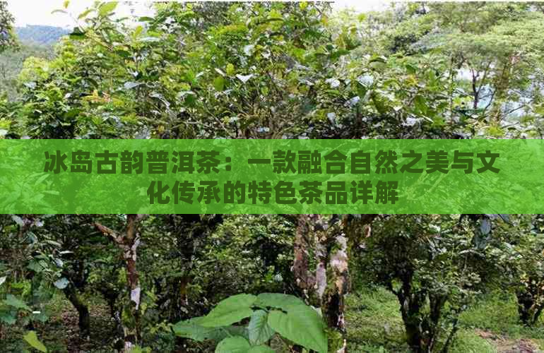 冰岛古韵普洱茶：一款融合自然之美与文化传承的特色茶品详解