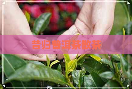 昔归普洱茶散茶