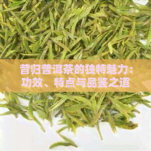 昔归普洱茶的独特魅力：功效、特点与品鉴之道