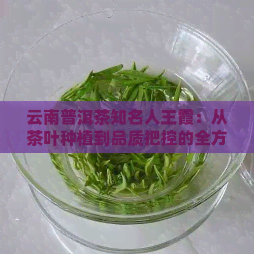 云南普洱茶知名人王霞：从茶叶种植到品质把控的全方位解析与探索