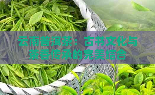 云南普洱茶：古书文化与茶香传承的完美结合