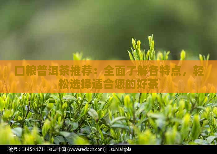 囗粮普洱茶推荐：全面了解各特点，轻松选择适合您的好茶