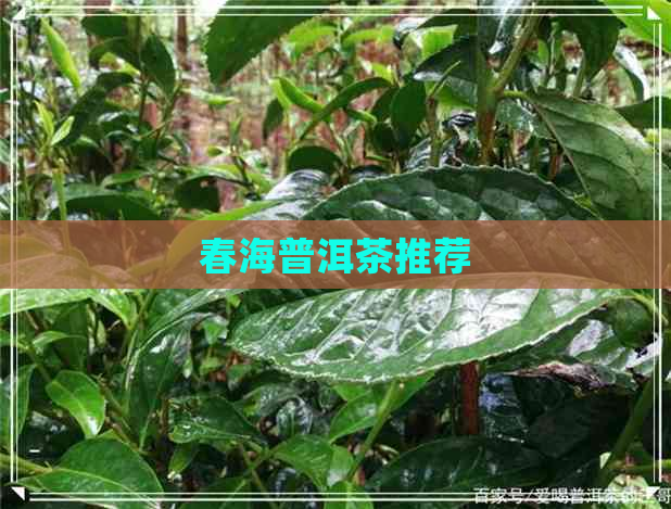 春海普洱茶推荐