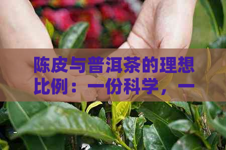 陈皮与普洱茶的理想比例：一份科学，一份艺术