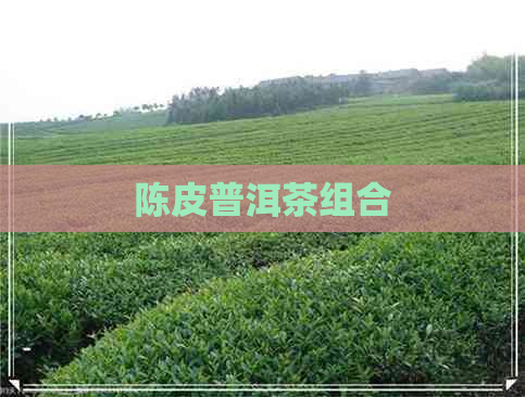 陈皮普洱茶组合