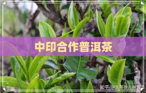 中印合作普洱茶