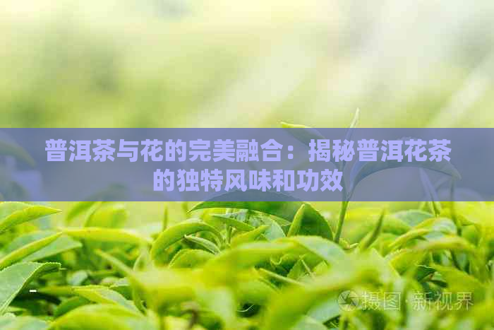 普洱茶与花的完美融合：揭秘普洱花茶的独特风味和功效