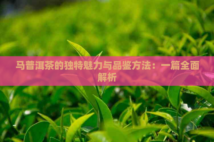 马普洱茶的独特魅力与品鉴方法：一篇全面解析