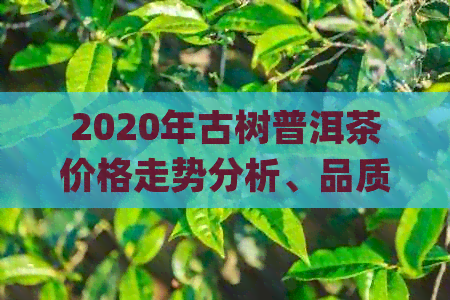 2020年古树普洱茶价格走势分析、品质评价与购买指南 | 全年度详细信息