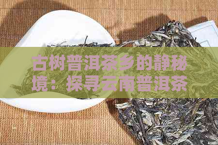 古树普洱茶乡的静秘境：探寻云南普洱茶寨的历与文化