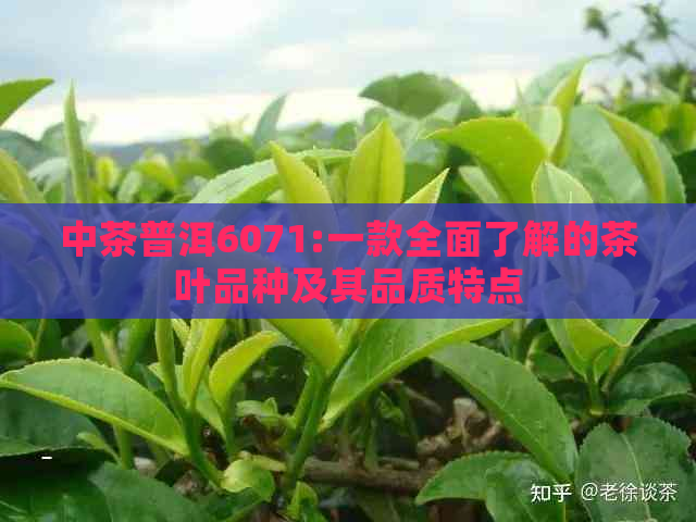 中茶普洱6071:一款全面了解的茶叶品种及其品质特点