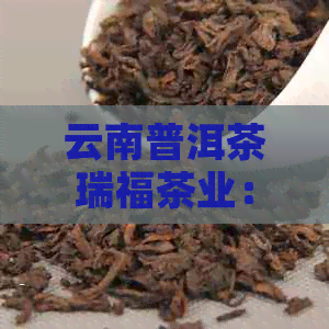 云南普洱茶瑞福茶业：传承古道，匠心独运的品鉴之道