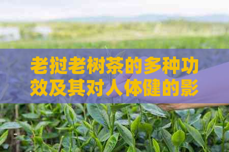 老挝老树茶的多种功效及其对人体健的影响